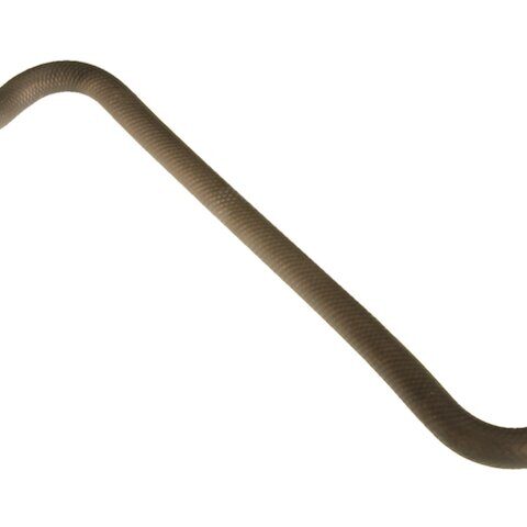 AC Delco Valve To Intake Manifold Heater Hose 16097M